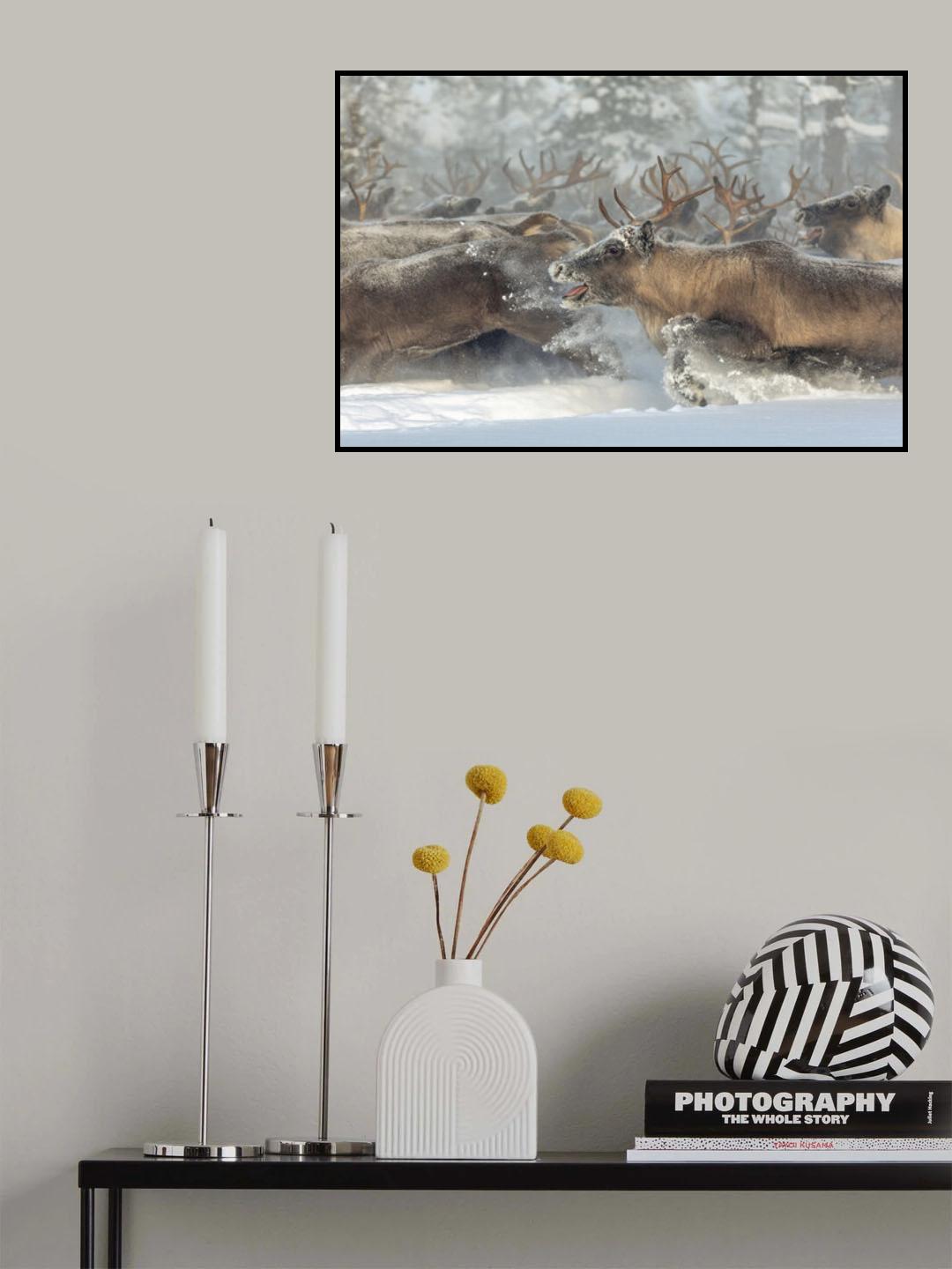 Reindeers III Poster och Canvastavla