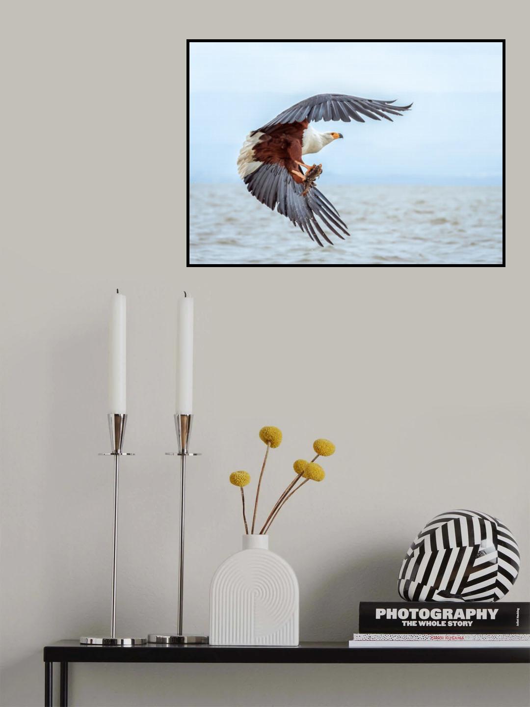 African Fish Eagle Poster och Canvastavla