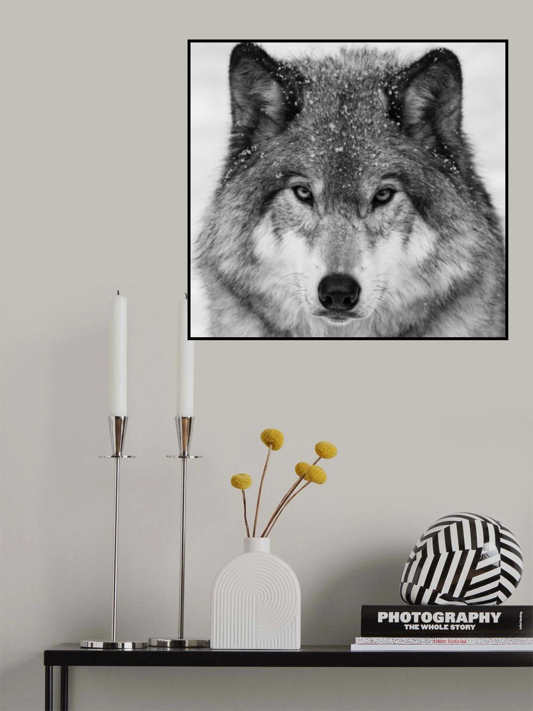Wolf Portrait Poster och Canvastavla