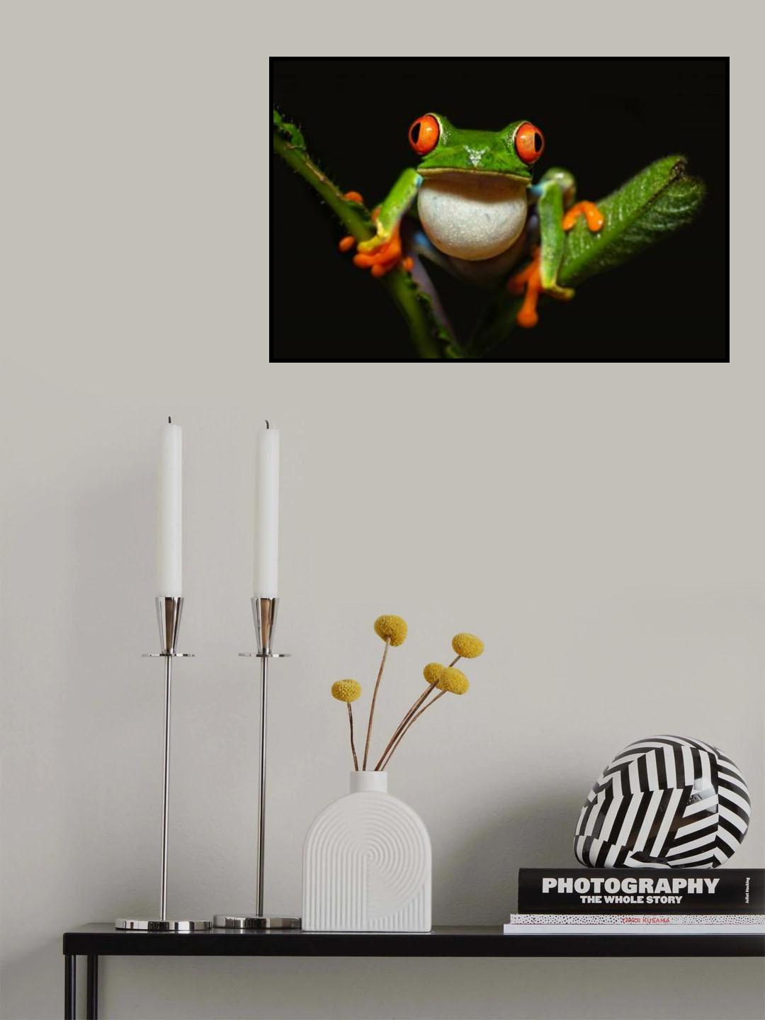 Red-eyed tree frog Poster och Canvastavla