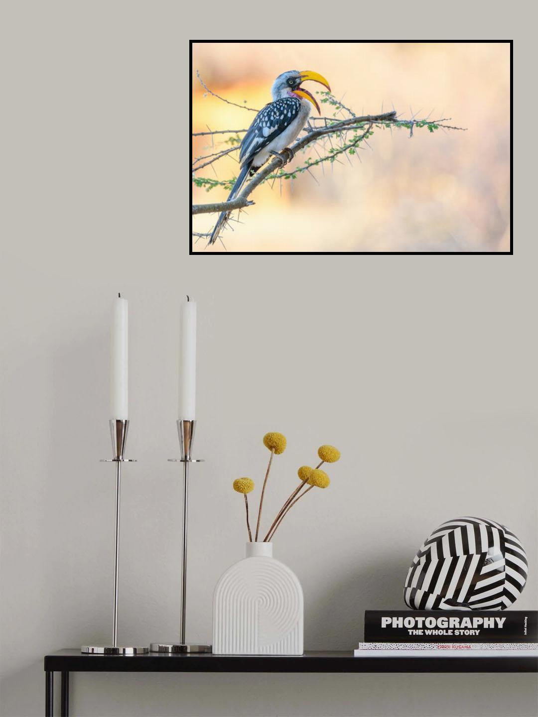 Southern Yellow-billed Hornbill Poster och Canvastavla