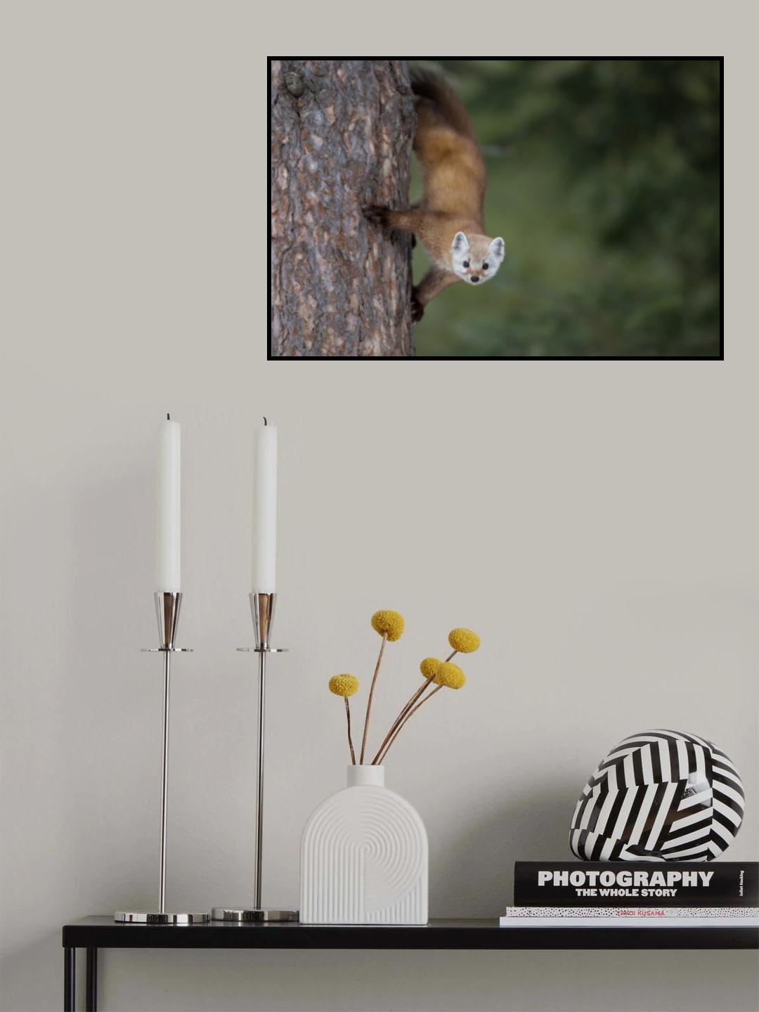 Pine Marten Poster och Canvastavla