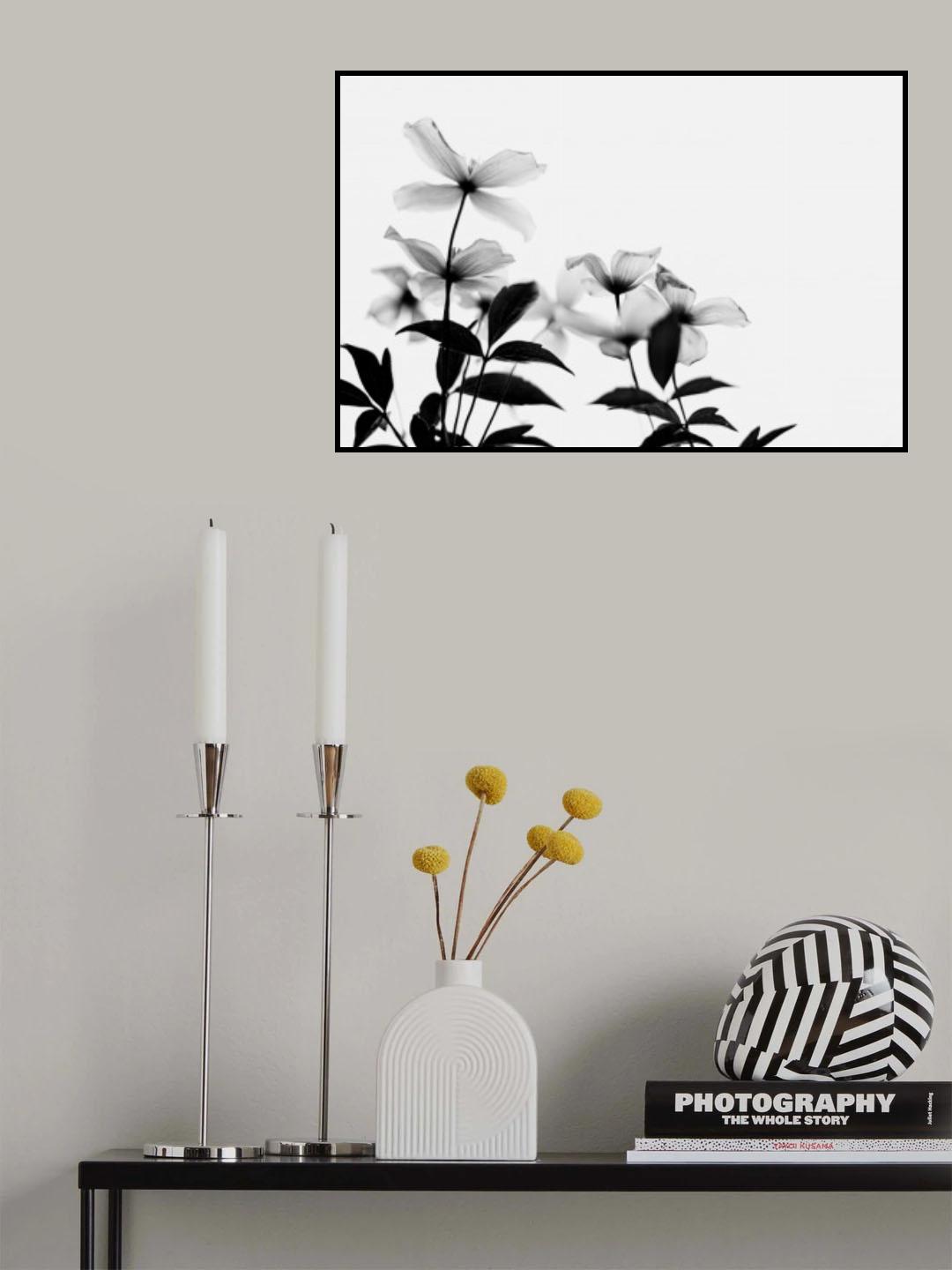 Clematis Blooms - High Key in Black and White Poster och Canvastavla