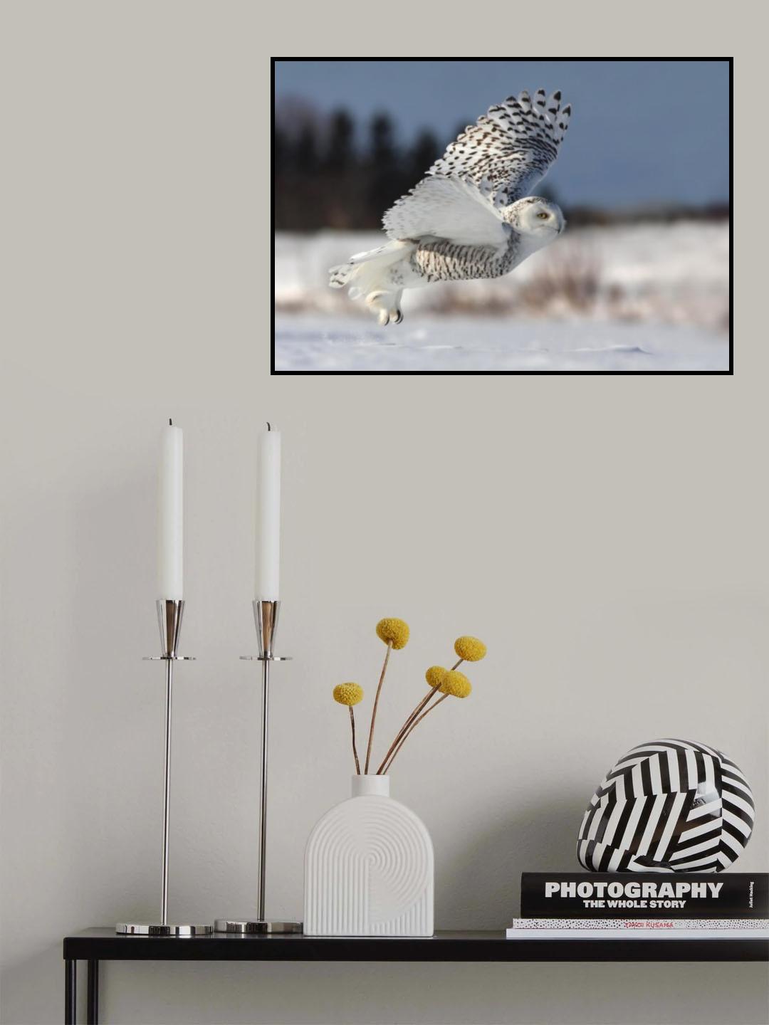 Bubo scandiacus Poster och Canvastavla