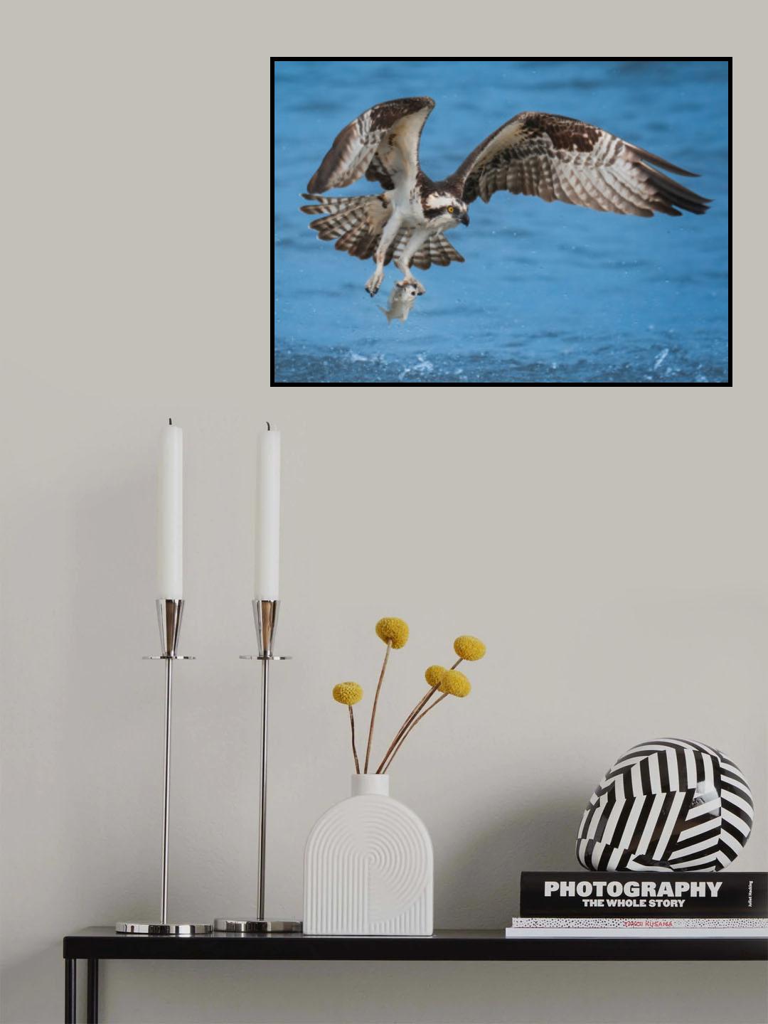Osprey & Fish Poster och Canvastavla