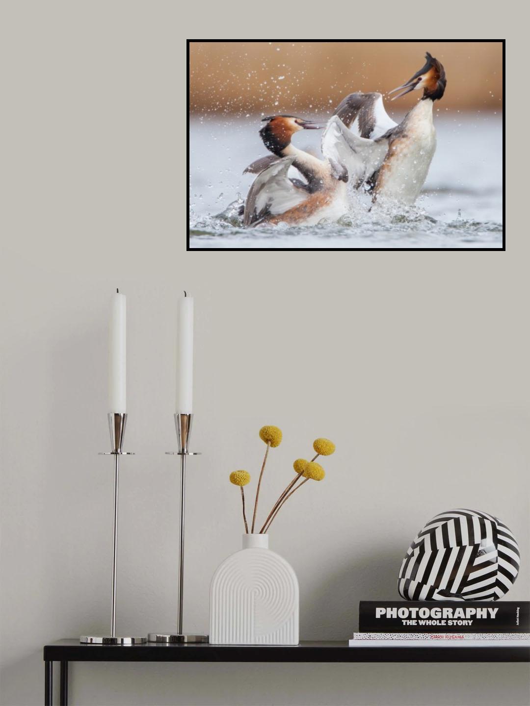 Fighting grebes Poster och Canvastavla