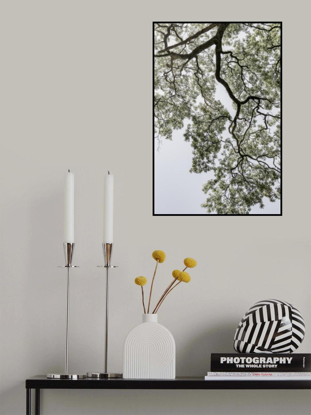 Coastal Forest Poster och Canvastavla
