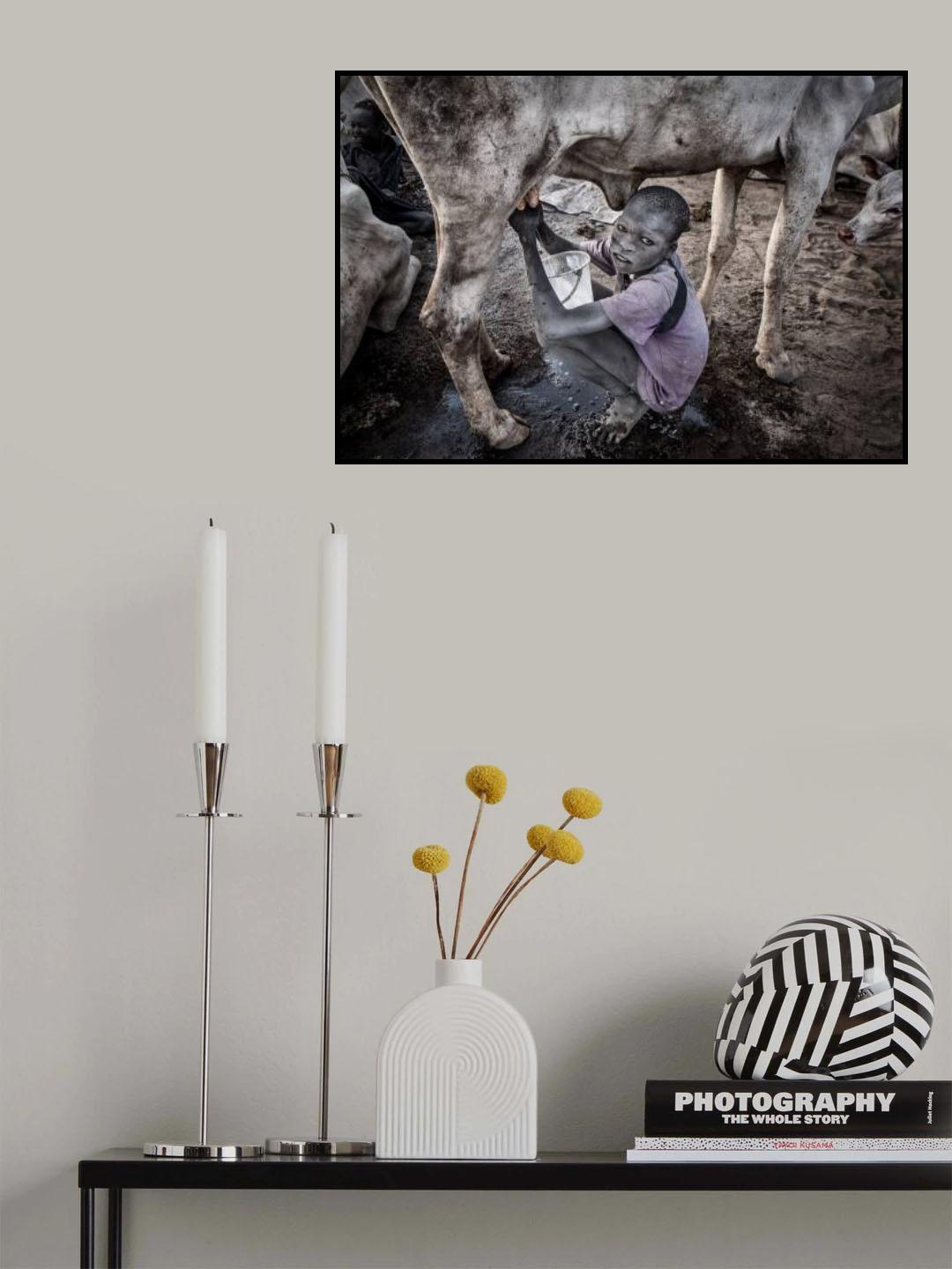 Mundari child milking a cow - South Sudan Poster och Canvastavla