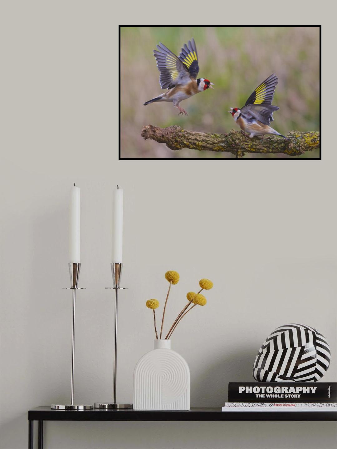 Dancing Goldfinch Poster och Canvastavla