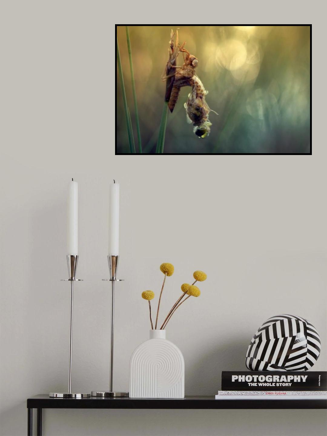 Creation of new life Poster och Canvastavla