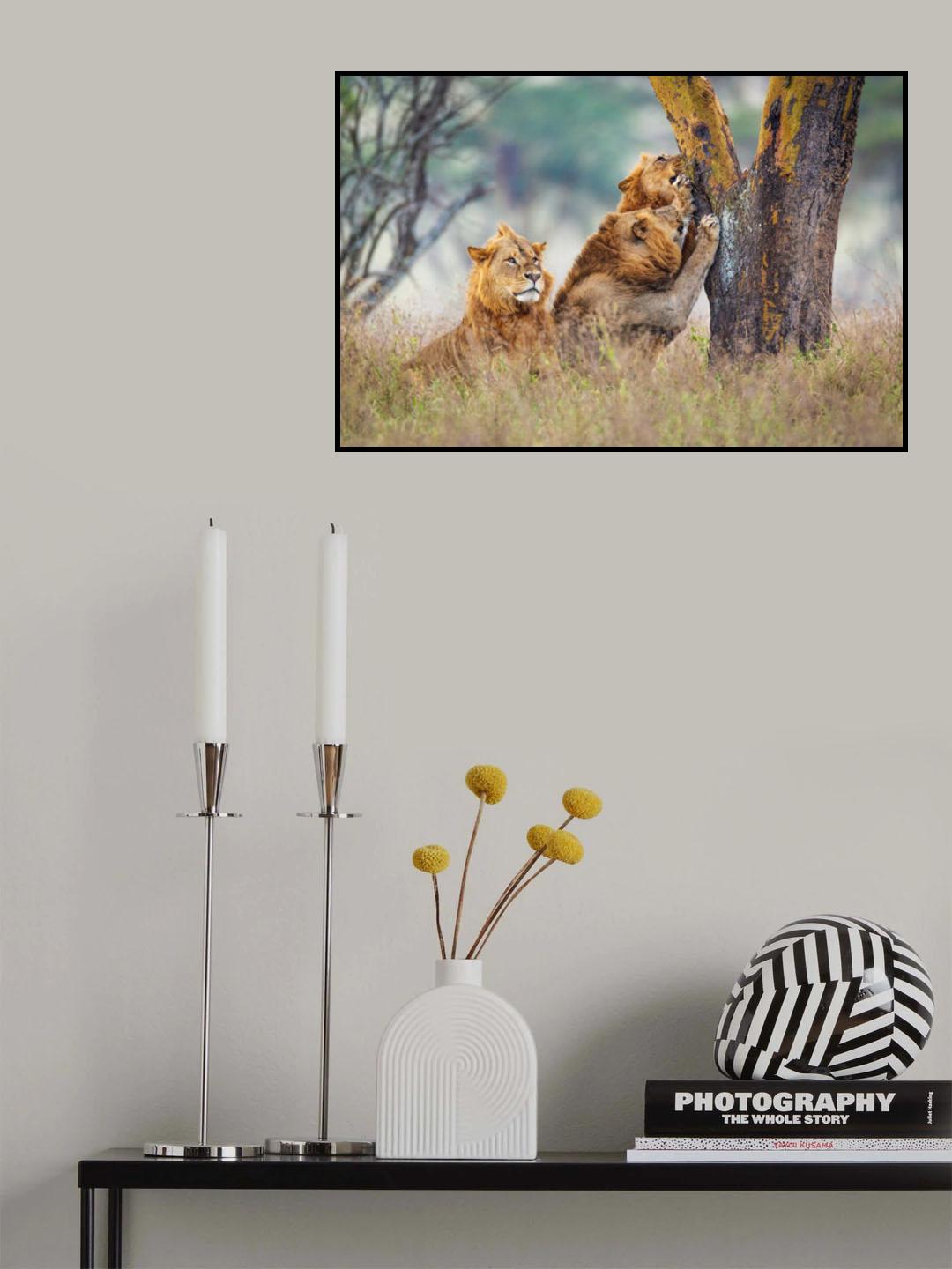 The Brothers of Lake Nakuru Poster och Canvastavla