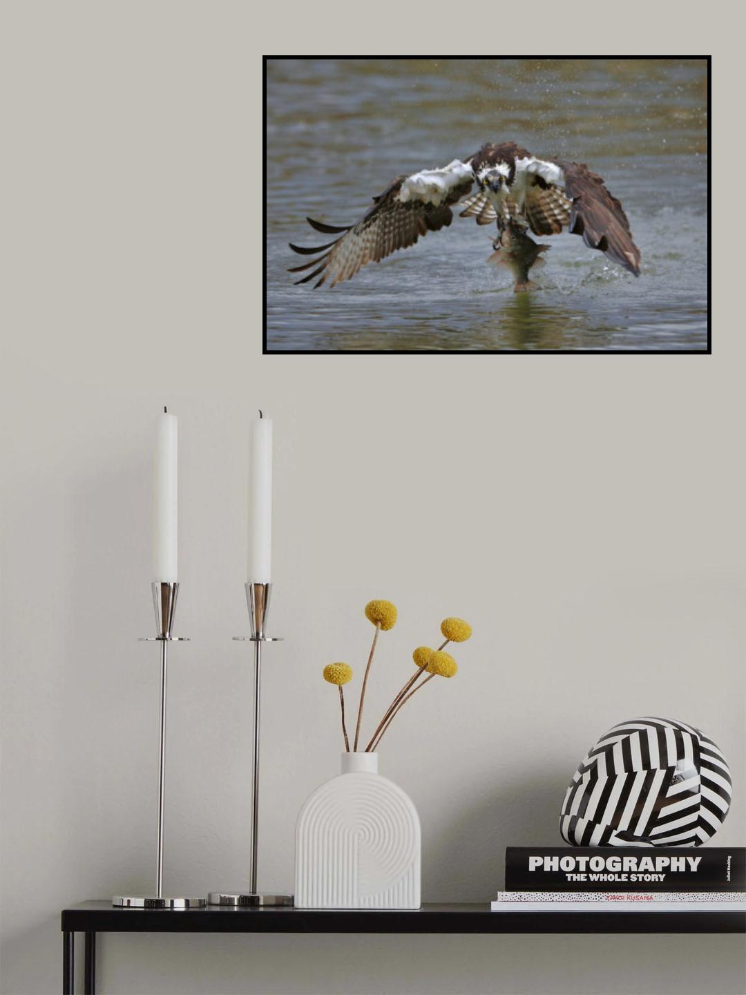 Osprey Poster och Canvastavla