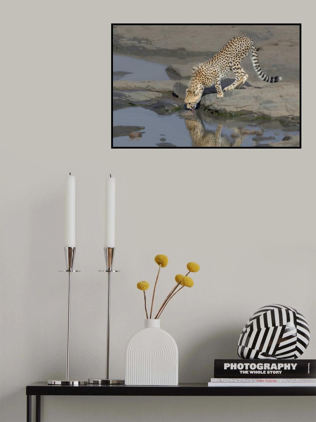 cheetah drinking Poster och Canvastavla