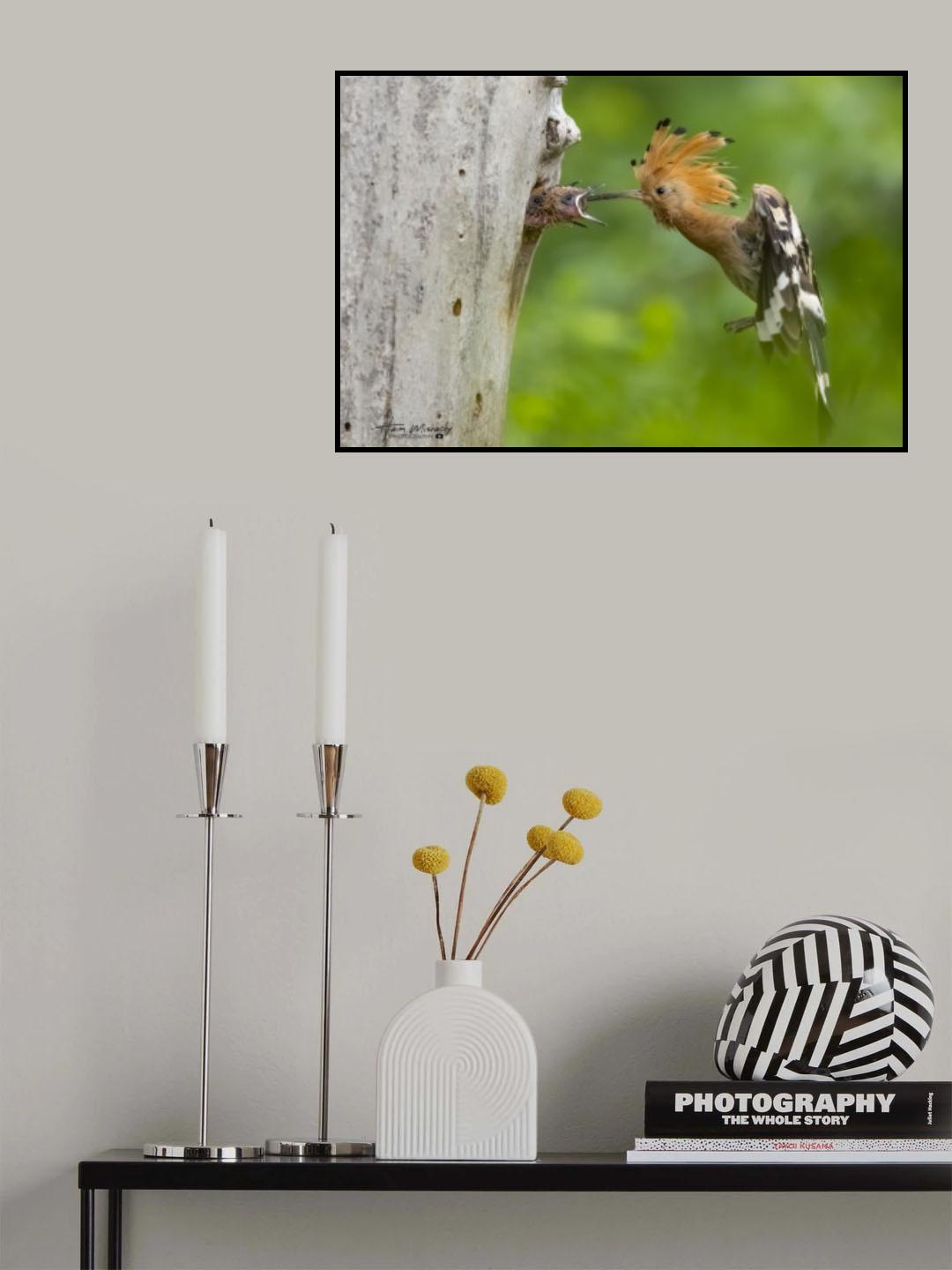 MAMA Hoopoes FEEDING HER BABIES Poster och Canvastavla