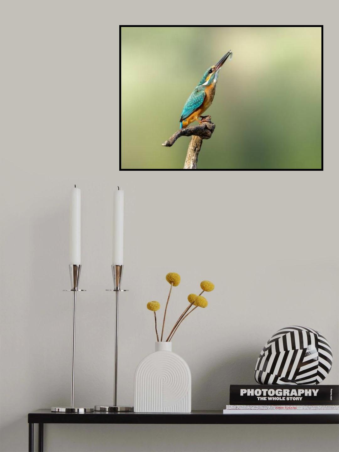 Beautiful kingfisher Poster och Canvastavla