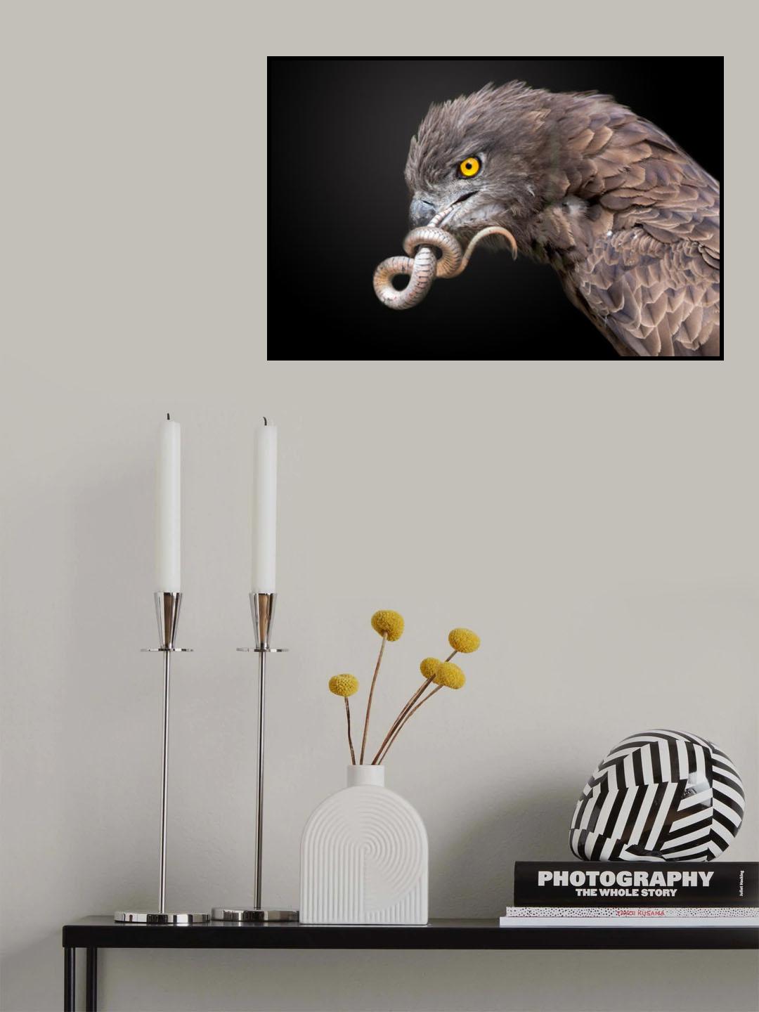 Snake Eagle Poster och Canvastavla