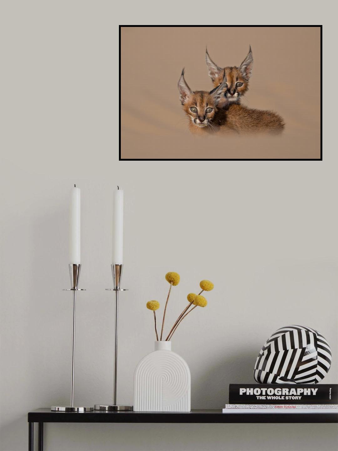 caracal schmitzi Poster och Canvastavla