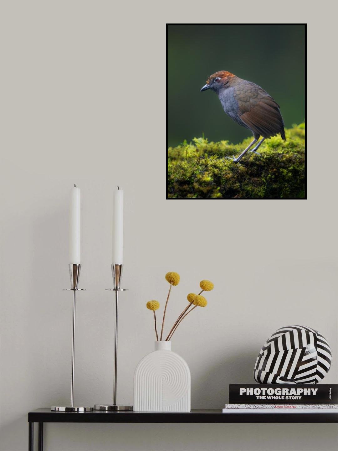 Chestnut-crowned Antpita Poster och Canvastavla