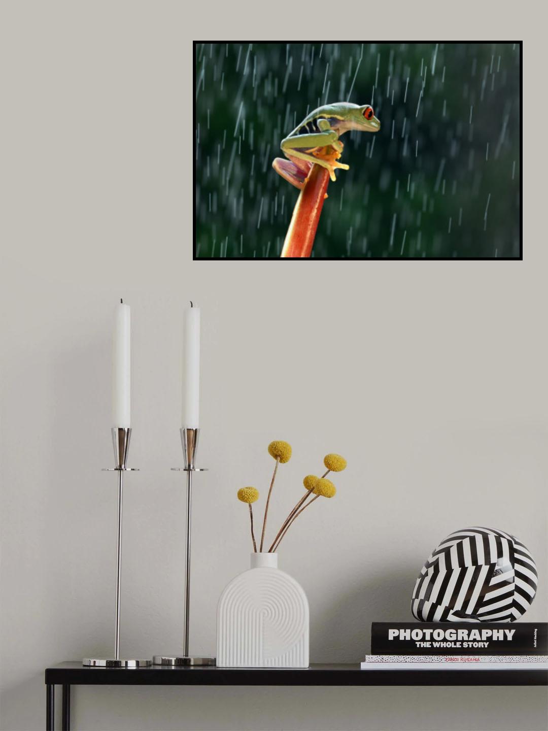 Red eye tree frog in the rain Poster och Canvastavla