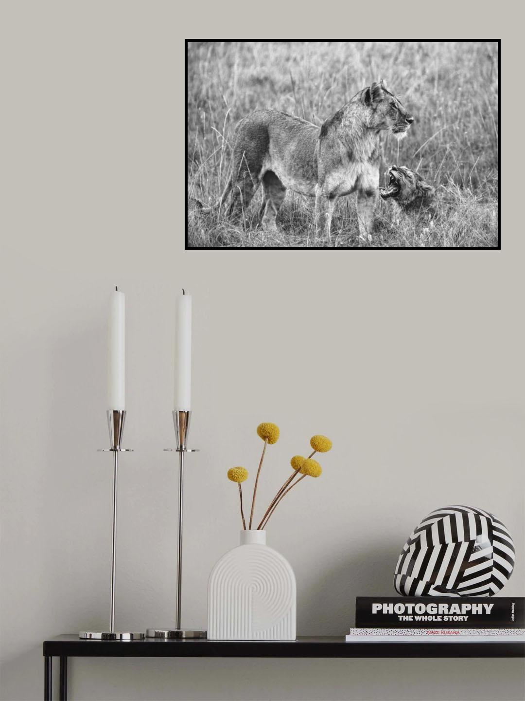 lions Poster och Canvastavla