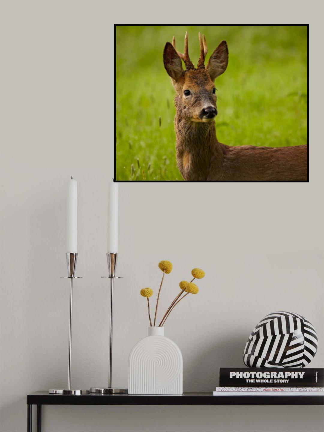 Wild Roe deer Poster och Canvastavla