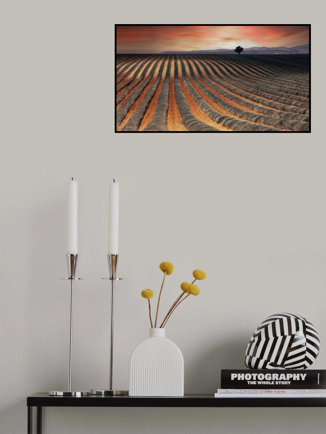 brush lavender Poster och Canvastavla