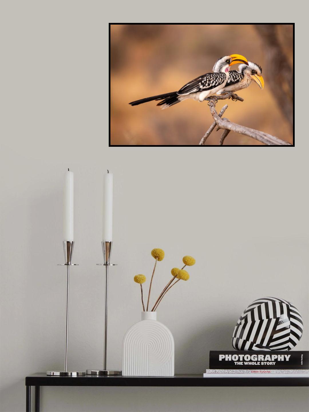 Southern Yellow-billed Hornbill Poster och Canvastavla