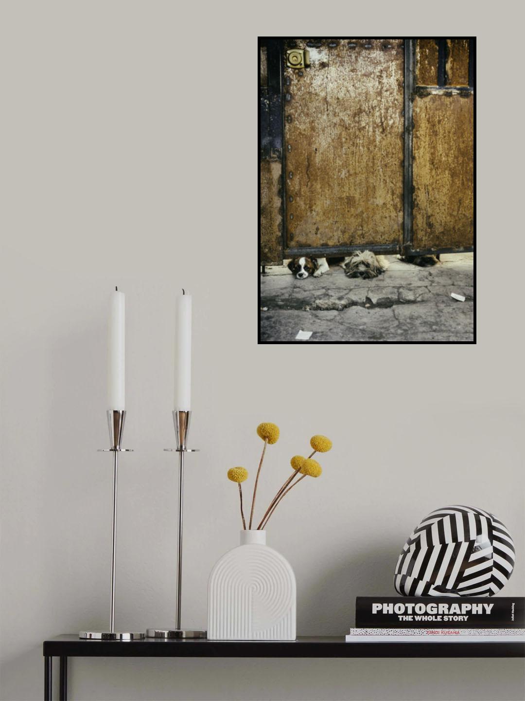 Three sad dogs Poster och Canvastavla