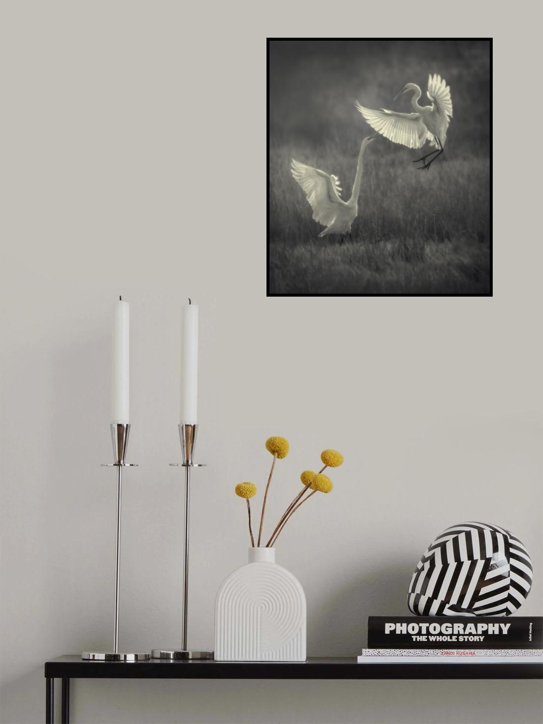 Great egrets fighting over a fishing spot Poster och Canvastavla