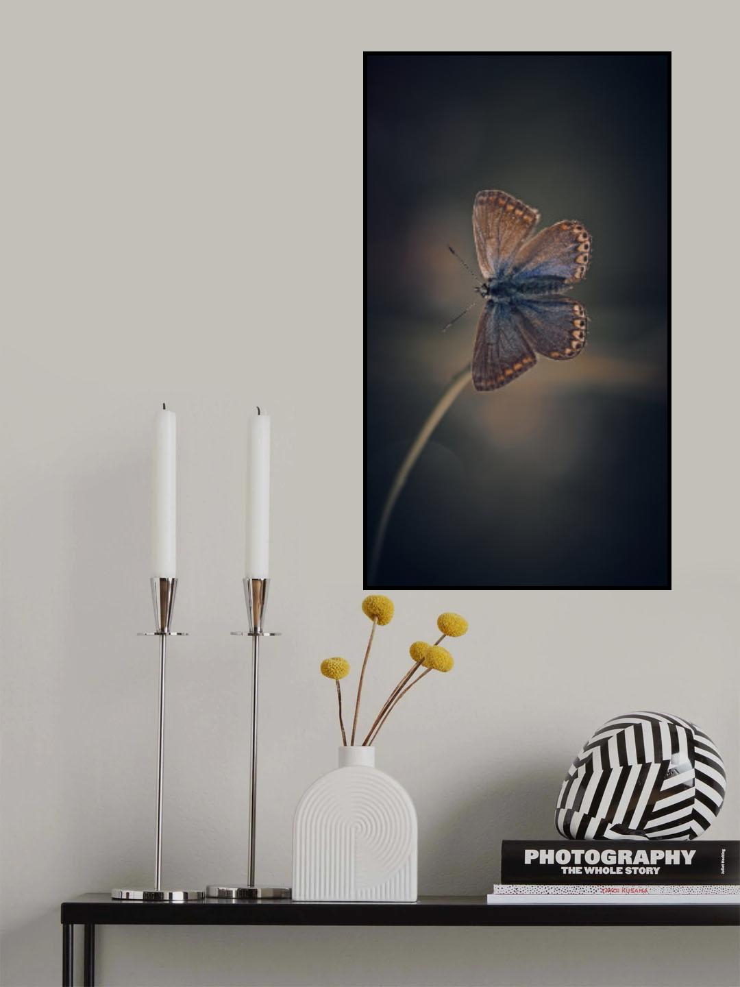 Female Common Blue Poster och Canvastavla