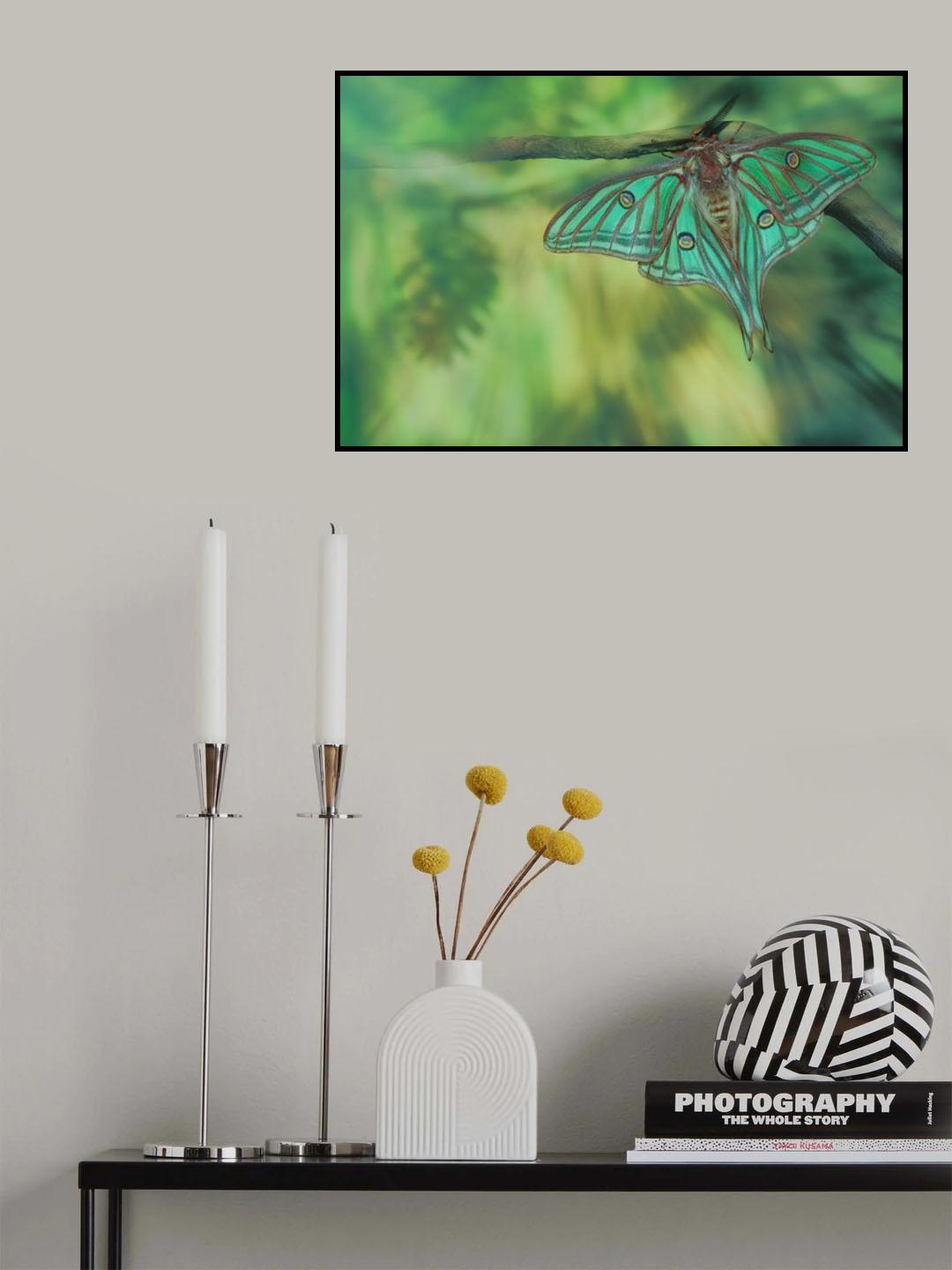 Spanish Moon Moth Poster och Canvastavla