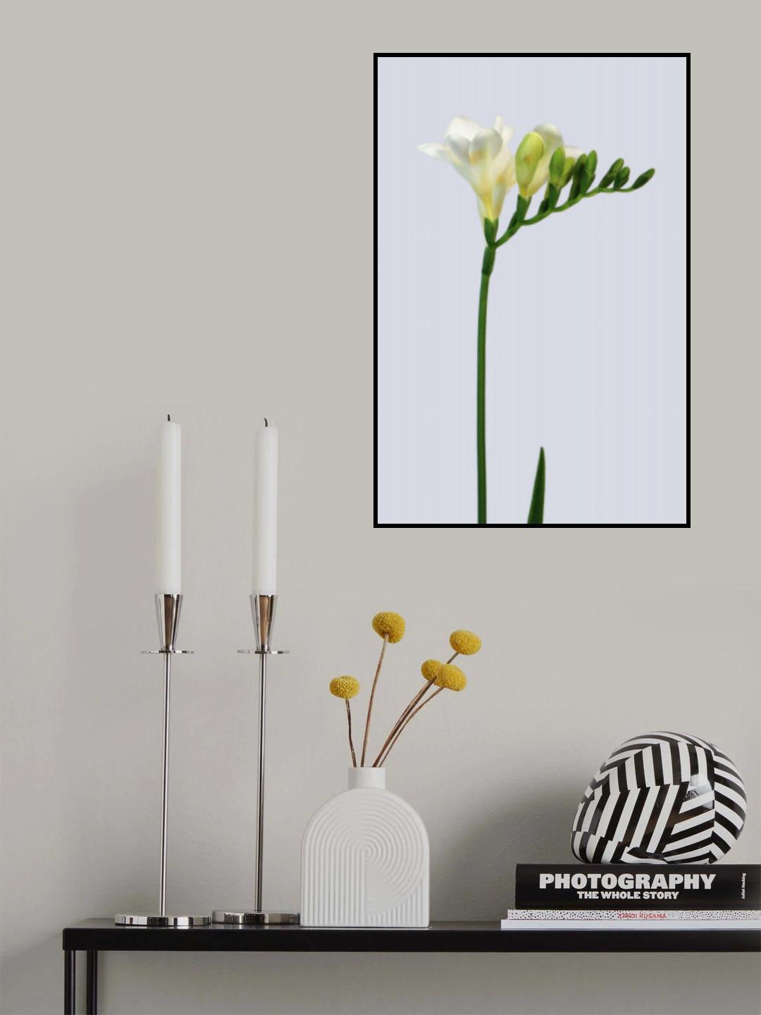 White freesia Poster och Canvastavla