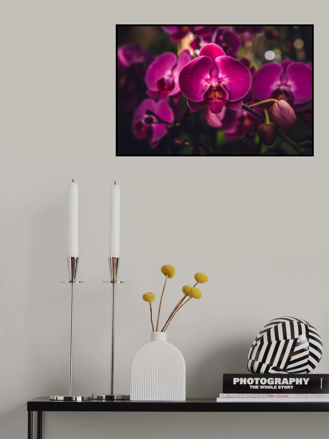 Hot Pink Orchid Poster och Canvastavla