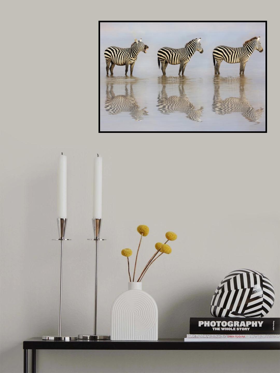 The Bossy Zebra Poster och Canvastavla