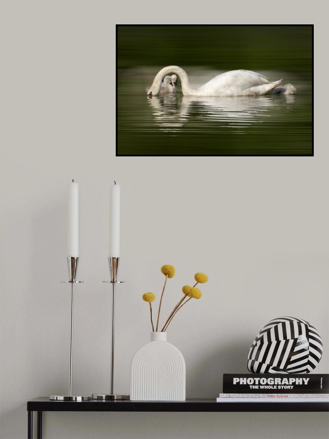 New born swan babies Poster och Canvastavla
