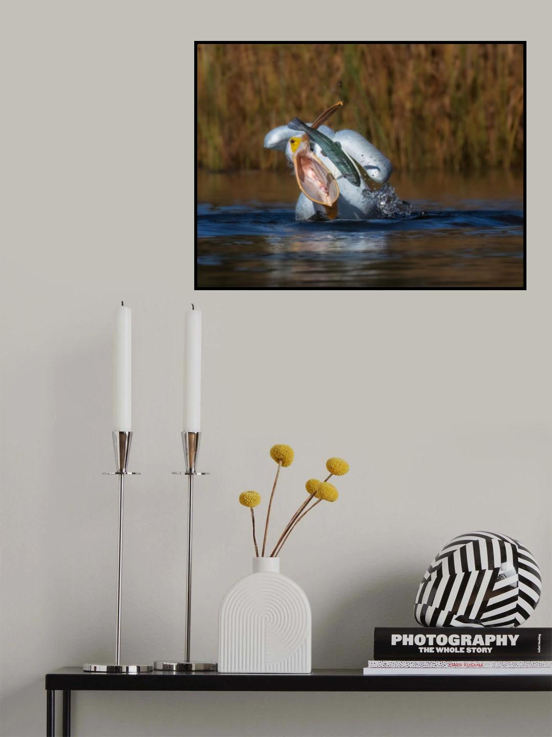 American white pelican Poster och Canvastavla