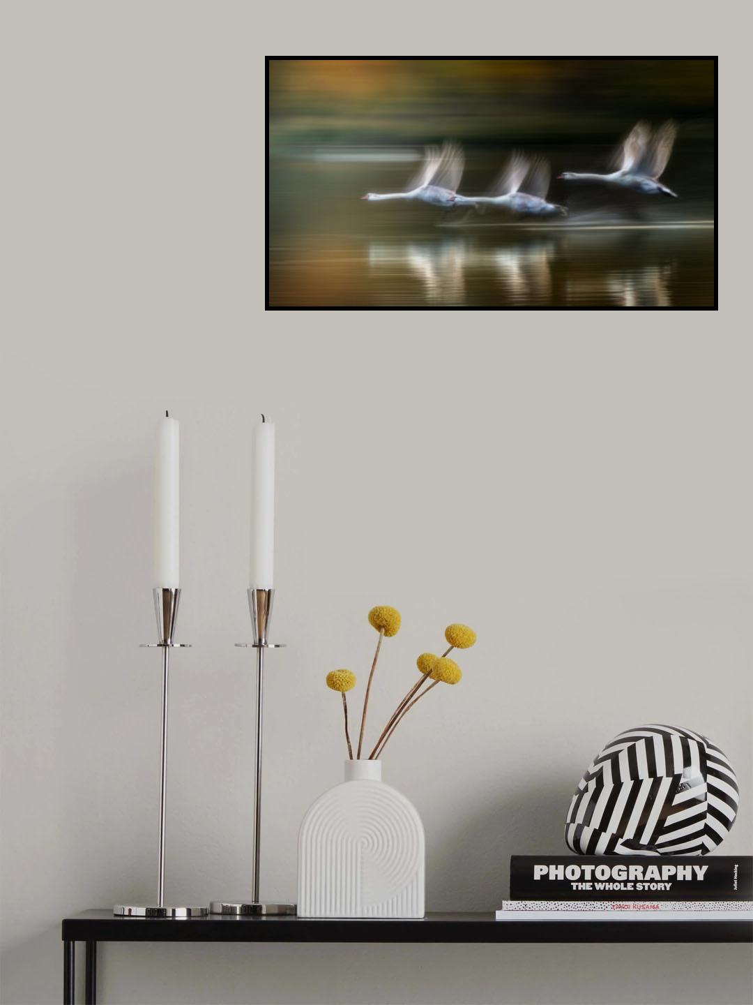 Swans in flight in Autumn Poster och Canvastavla