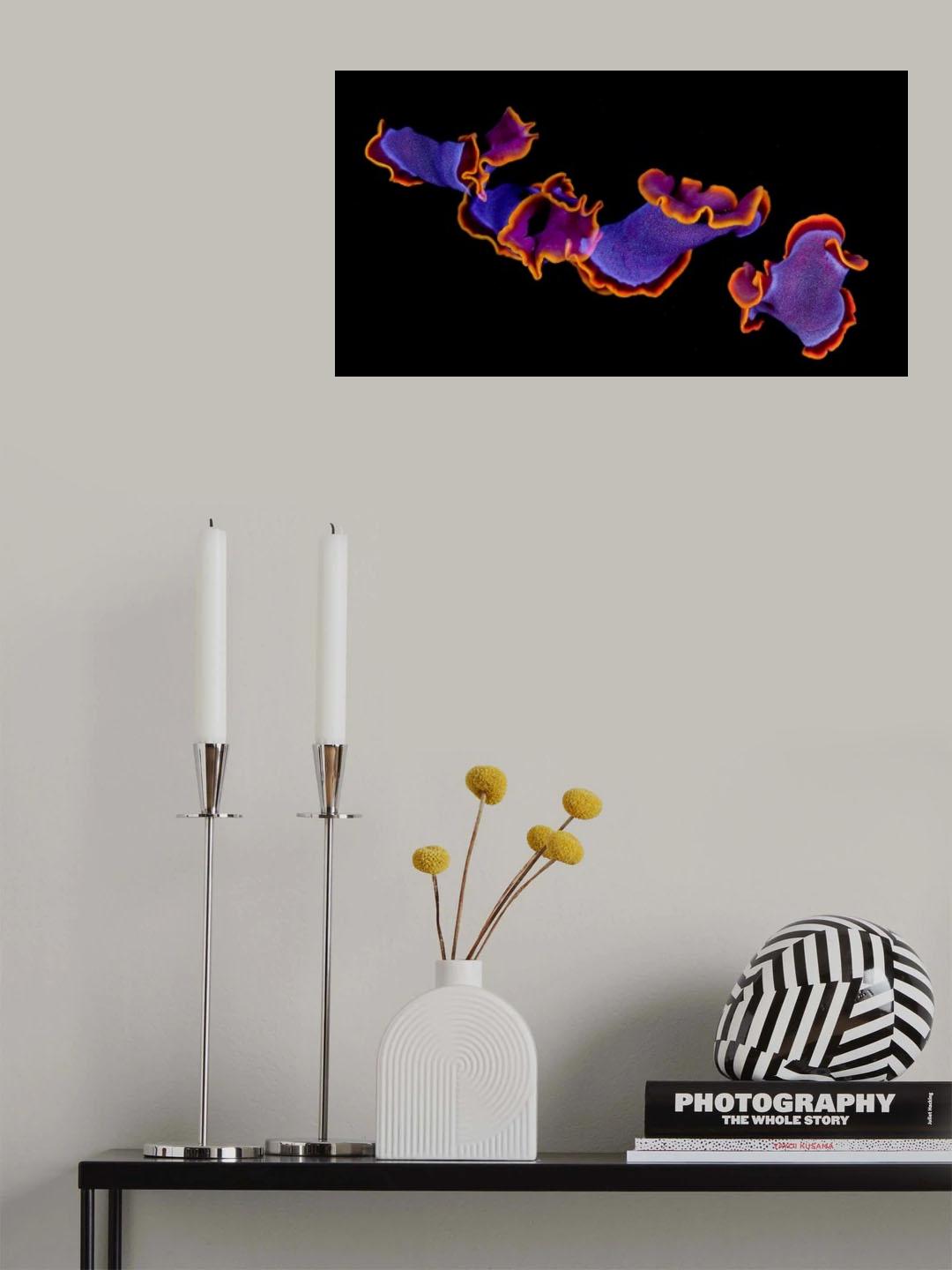 Flamenco Poster och Canvastavla