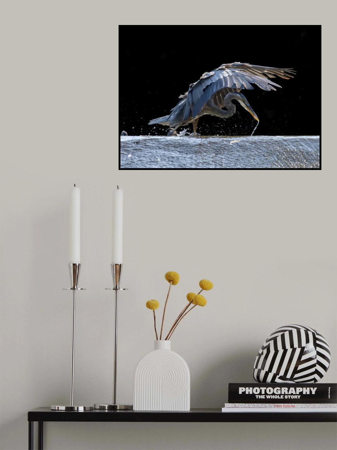 Blue Heron Searching For Food Poster och Canvastavla