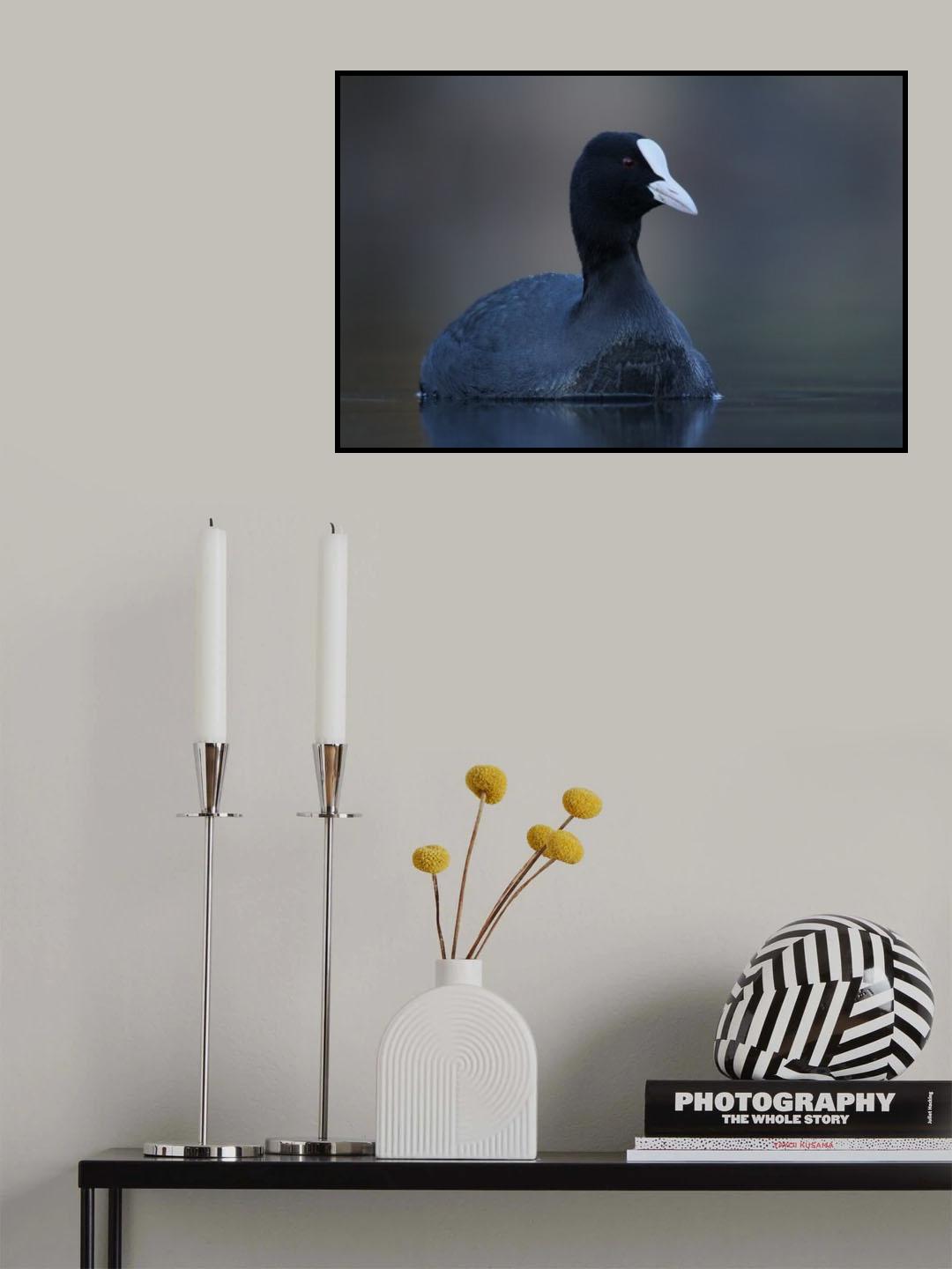 Big Bird (Coot) Poster och Canvastavla