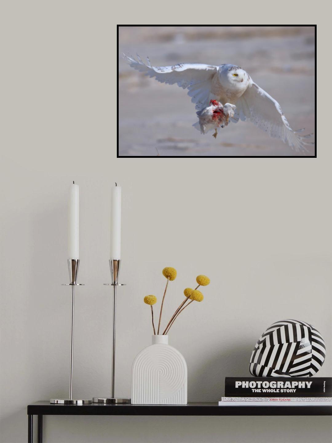 Snowy Owl in Hunting Poster och Canvastavla