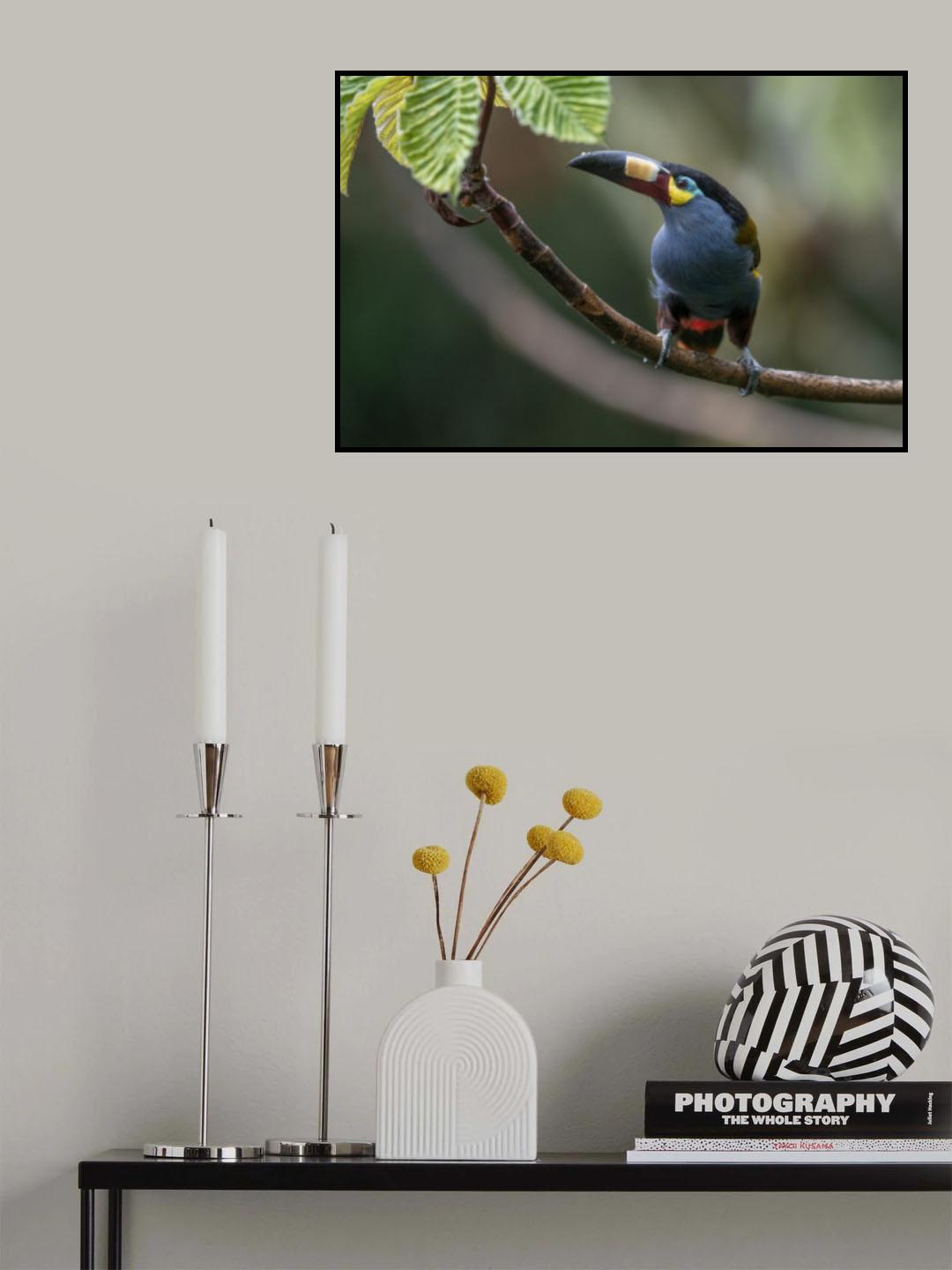Plate_Billed Mountain Toucanet Poster och Canvastavla