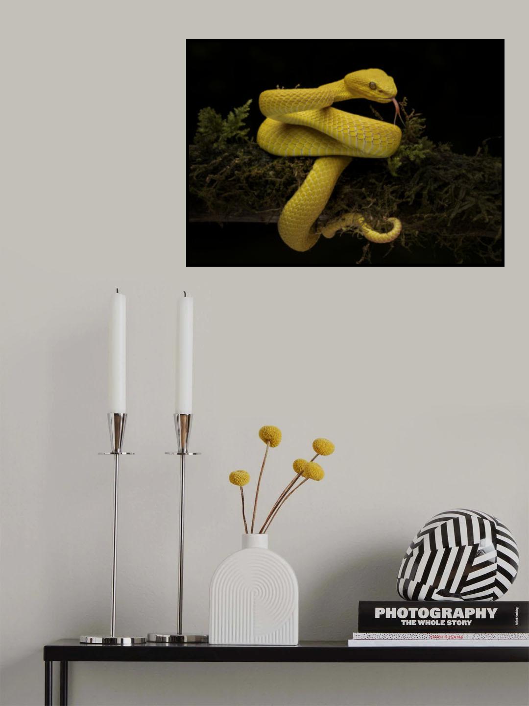 yellow viper Poster och Canvastavla