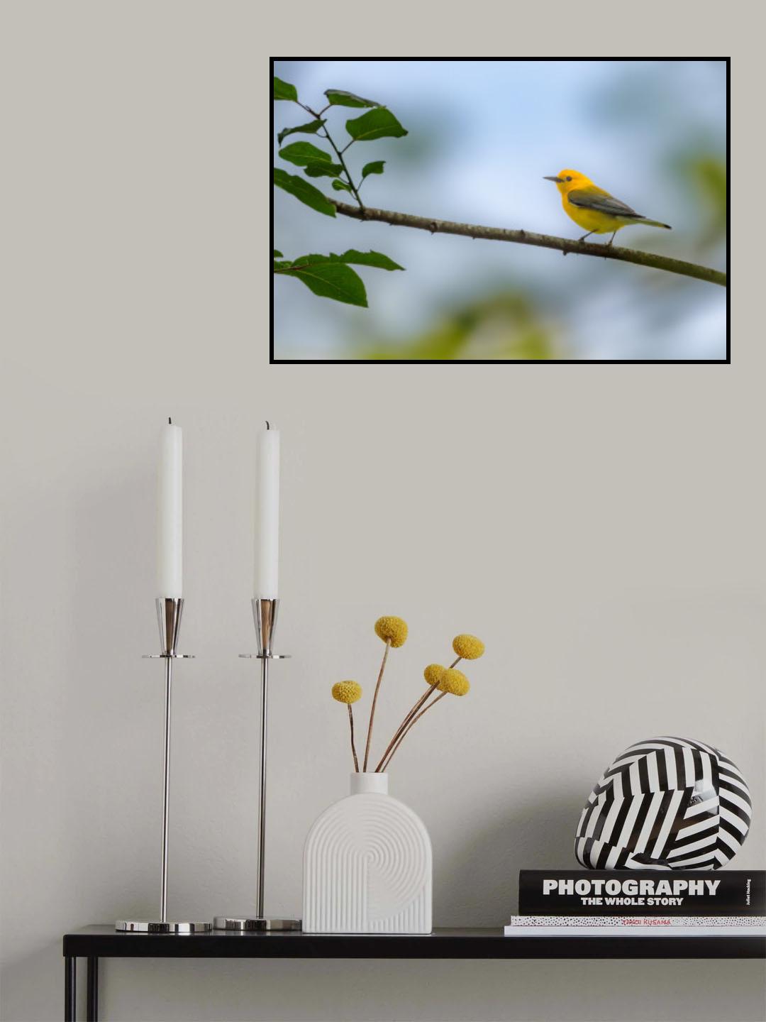 Prothonotary warbler Poster och Canvastavla