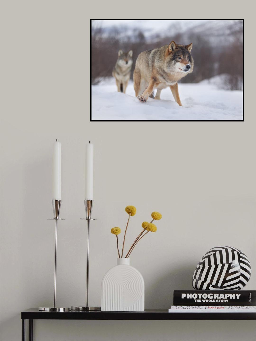European Gray Wolf Poster och Canvastavla