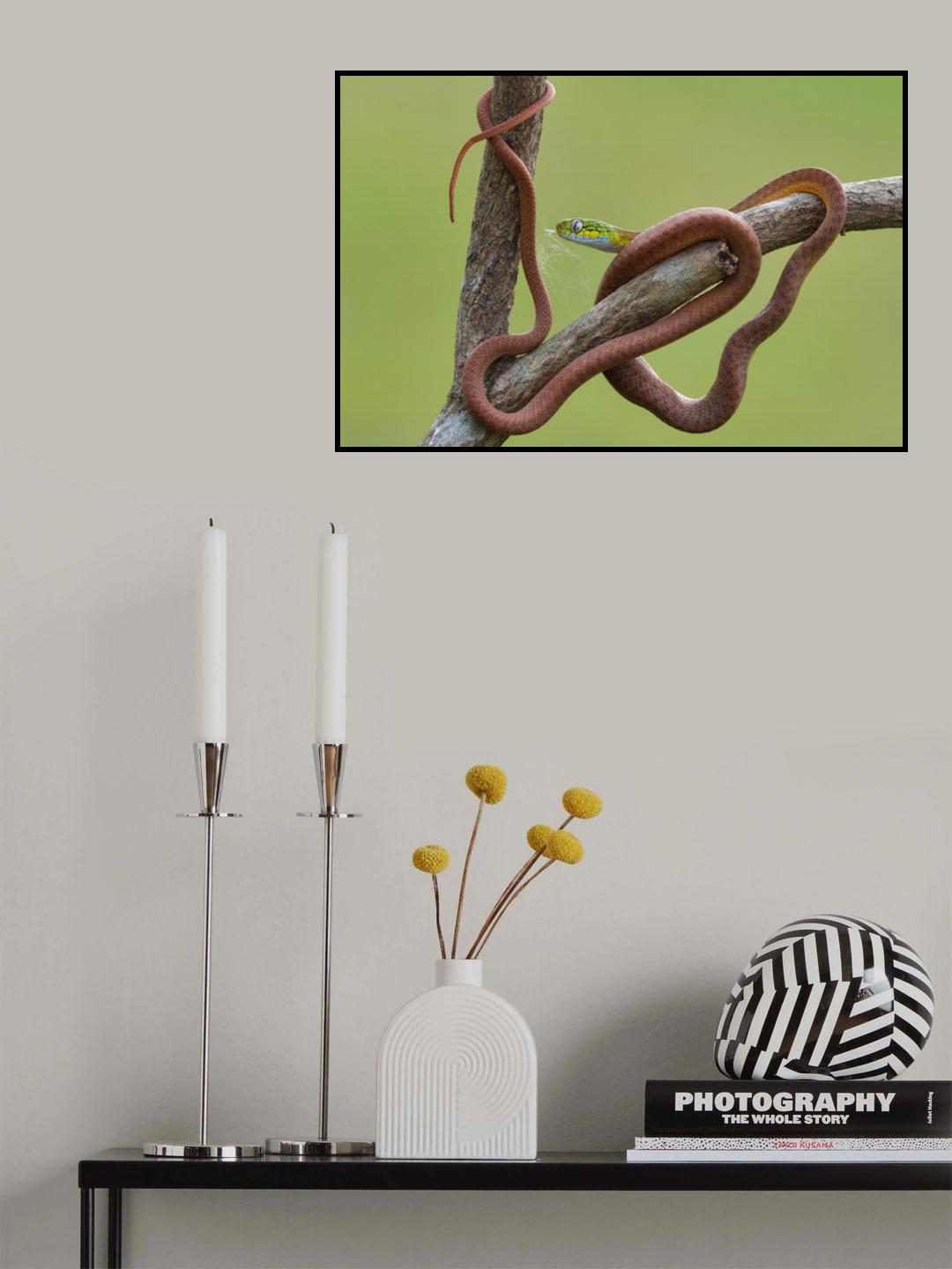 Boiga cyanea Poster och Canvastavla