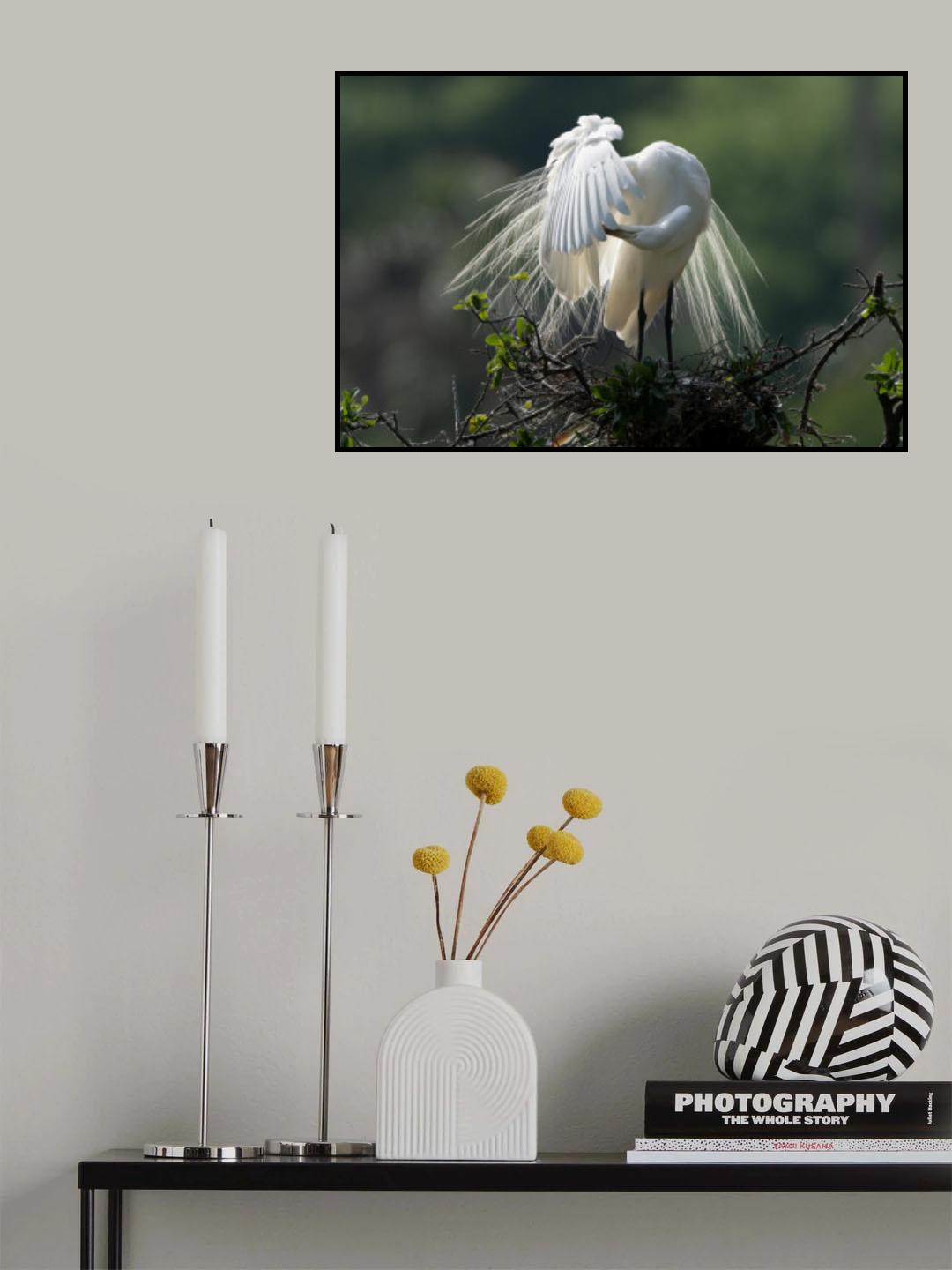Morning glory Poster och Canvastavla