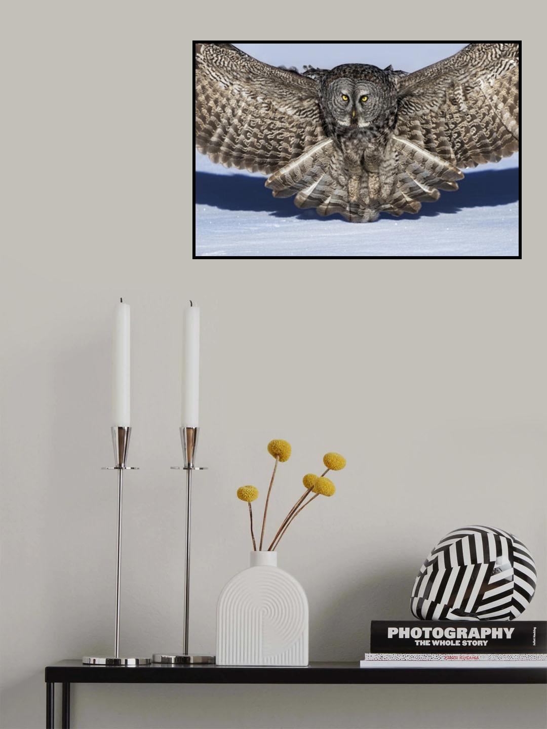 Great Grey Owl Poster och Canvastavla