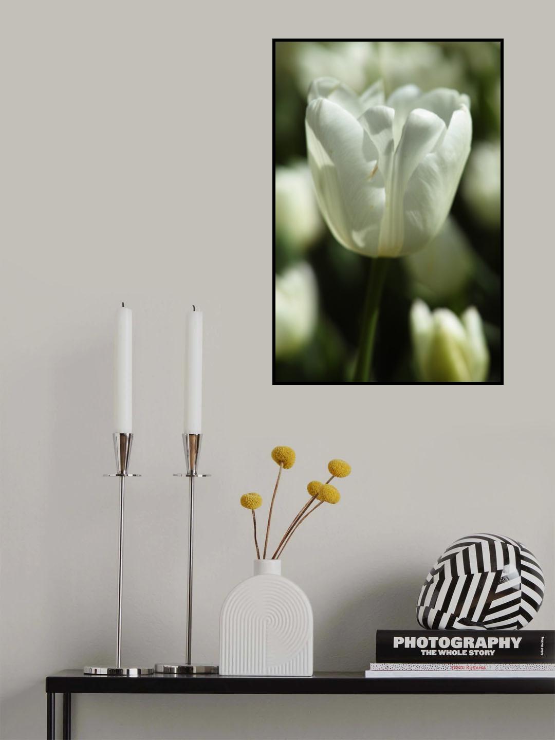 white tulip close up Poster och Canvastavla