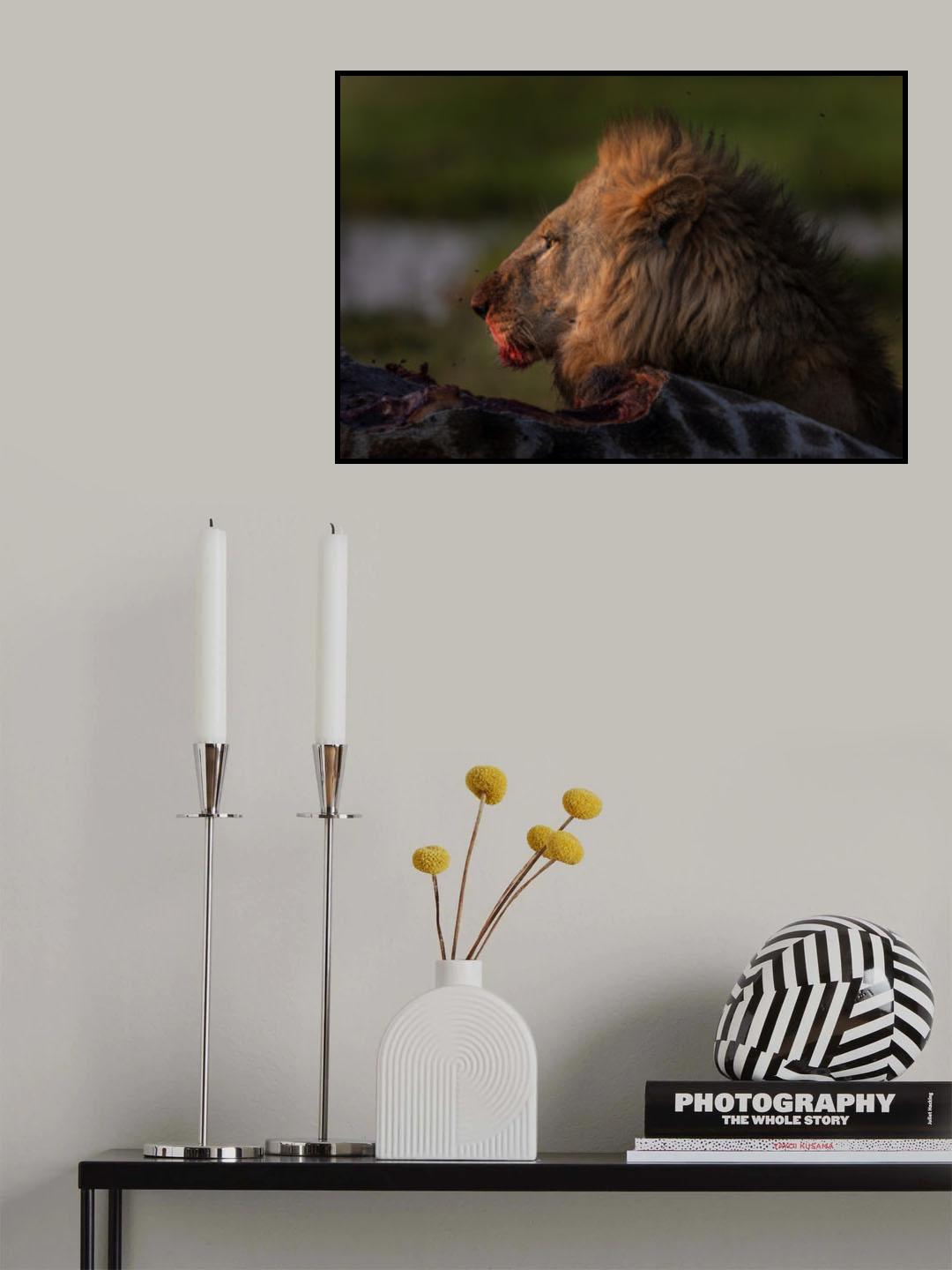 The stare Poster och Canvastavla